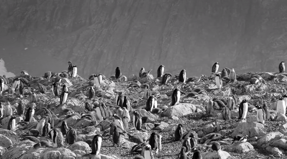 Кадр из клипа «Hands Off The Antarctic»