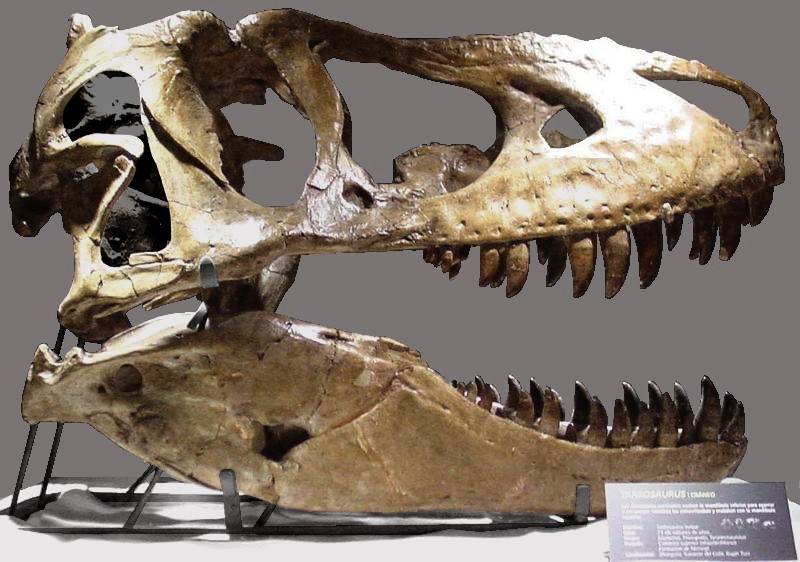 Тот самый череп тираннозавра, который Леонардо ДиКаприо «проиграл» Николасу Кейджу/ Фото с сайта boingboing.net