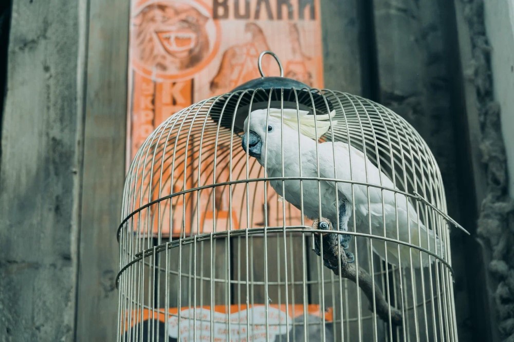 Кадр со съемок фильма «Красавица» (2026) / Фото: «Вольга»