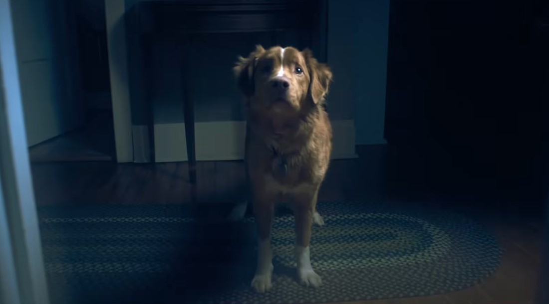 Кадр из фильма «Глазами пса» (2025)