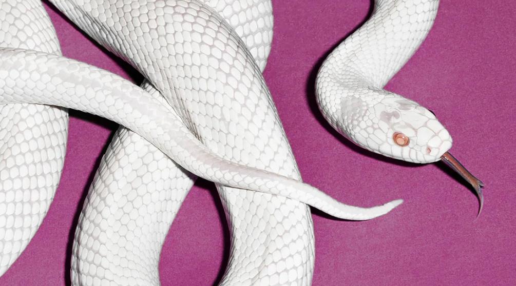 Обложка альбома Deftones «Private Music» (2025)