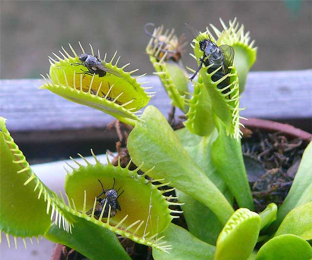 Мухоловка. Растения, которые питаются мухами, Виктору Пелевину не понравились.