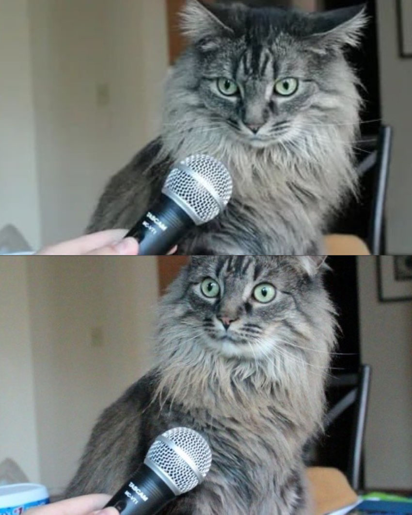Мем «Кот с микрофоном»